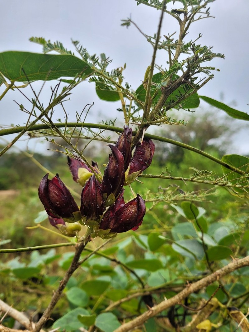 Mucuna coriacea photo 8