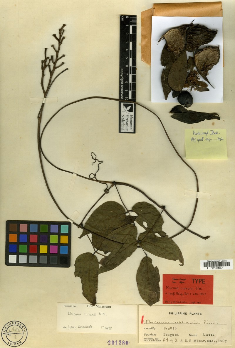 Mucuna curranii