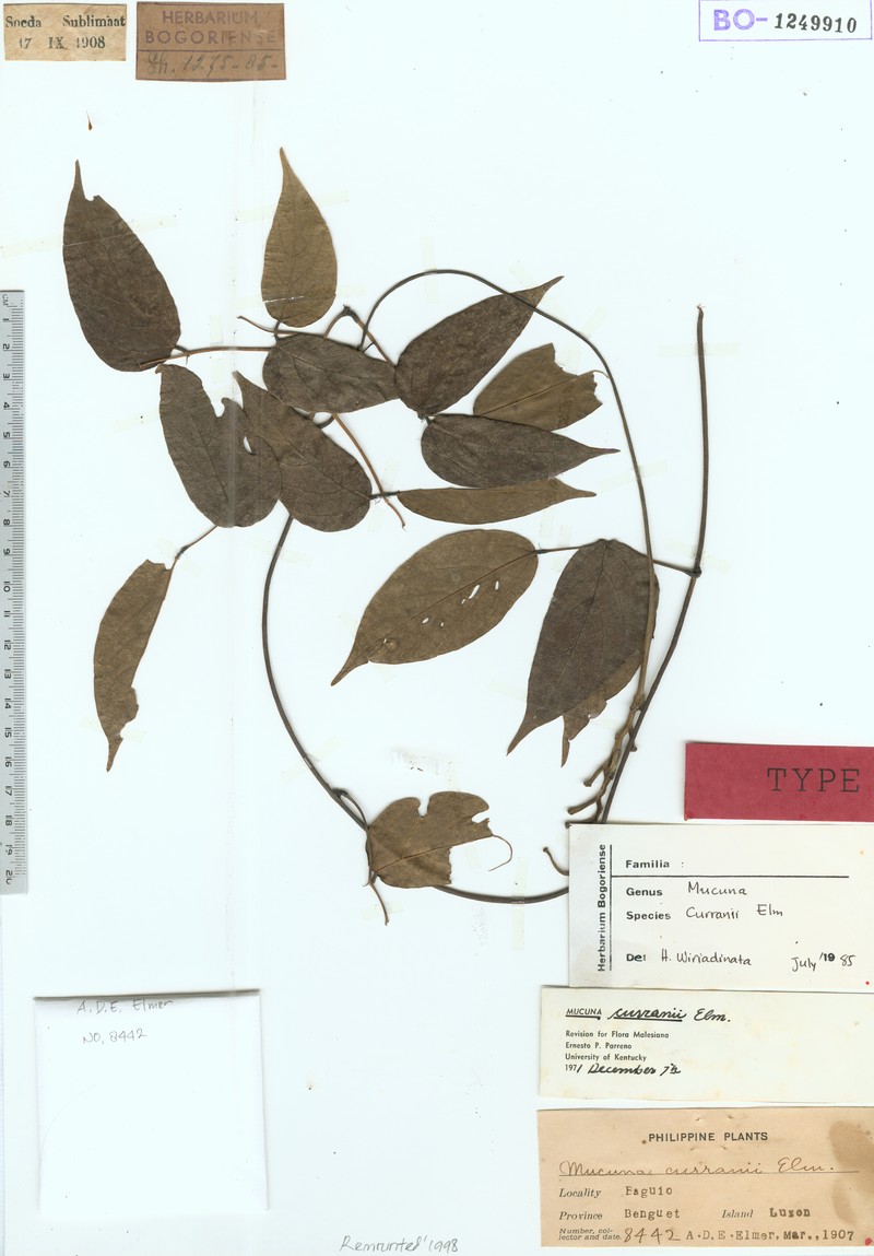 Mucuna curranii photo 2