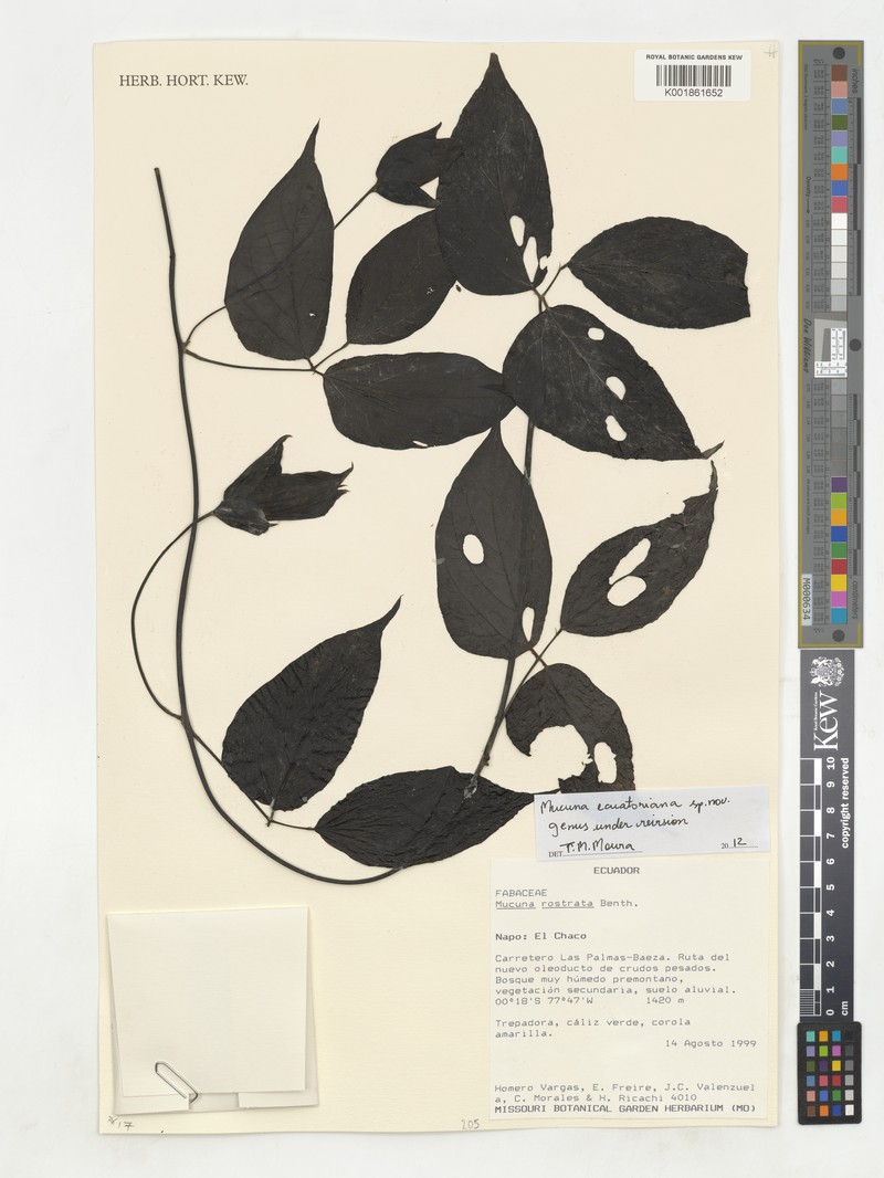 Mucuna ecuatoriana