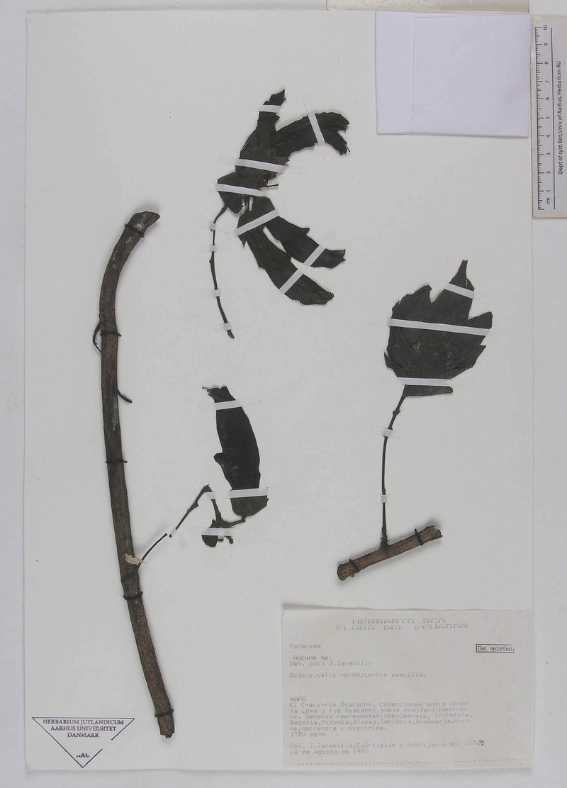 Mucuna ecuatoriana photo 2