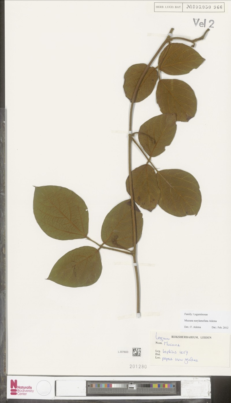 Mucuna eurylamellata