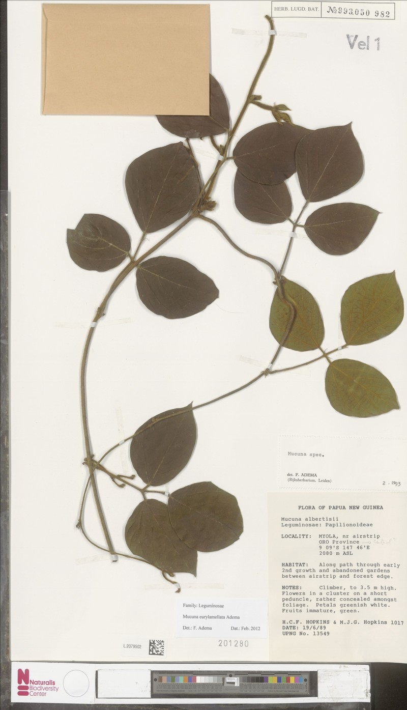 Mucuna eurylamellata photo 2