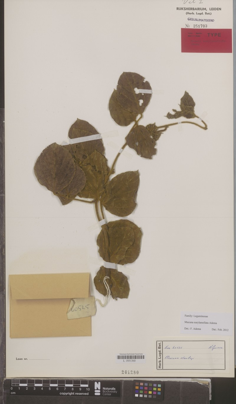 Mucuna eurylamellata photo 3