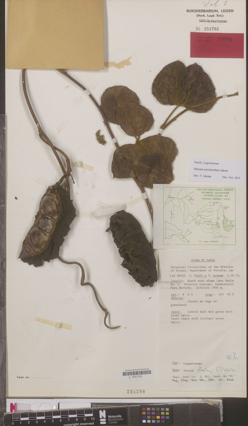 Mucuna eurylamellata photo 4