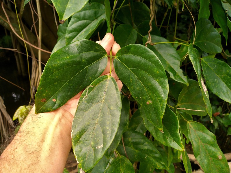 Seabean photo 4