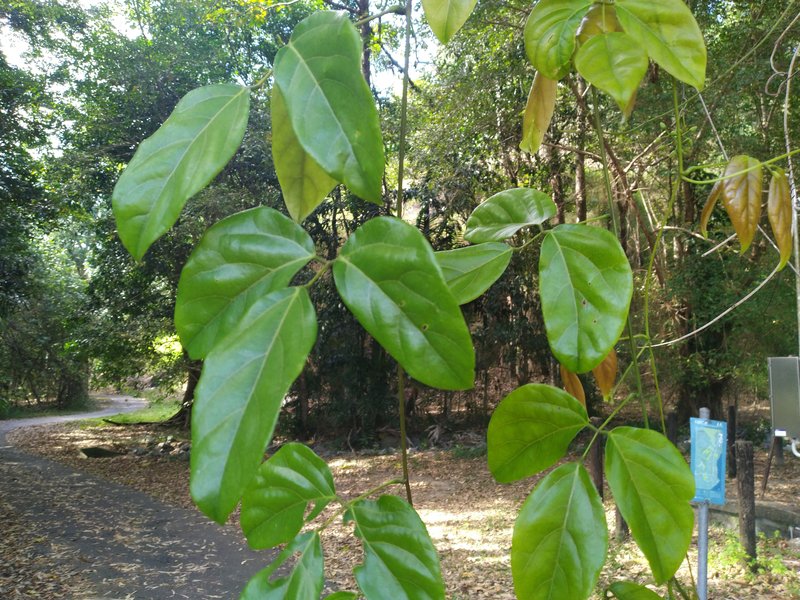 Seabean photo 5