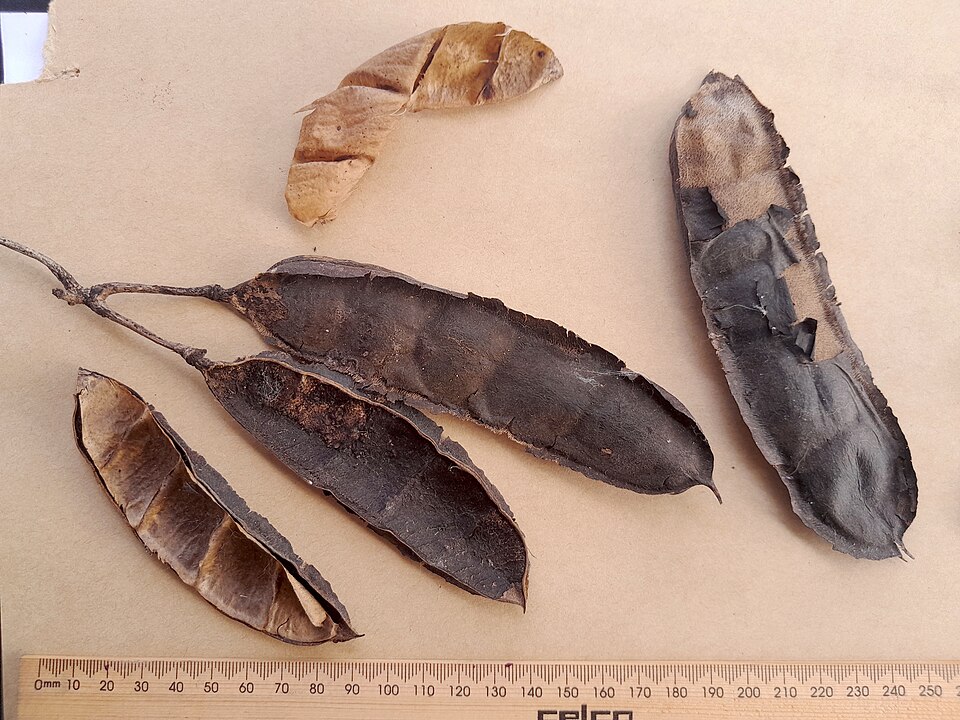 Seabean photo 6