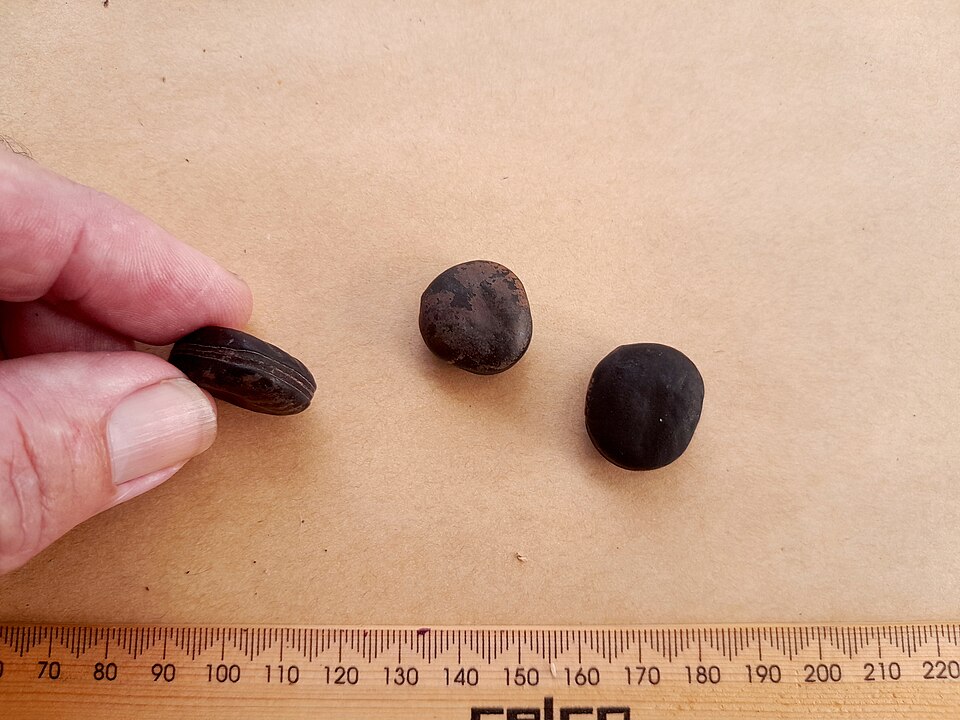 Seabean photo 7