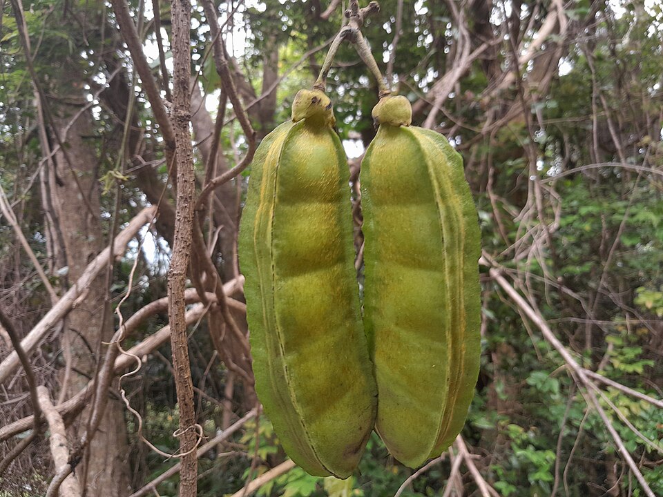 Seabean photo 8