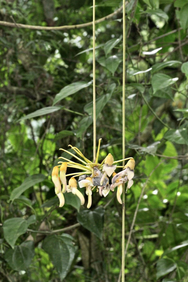Mucuna globulifera