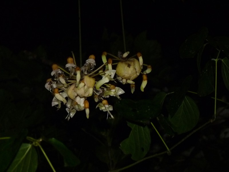 Mucuna globulifera photo 2