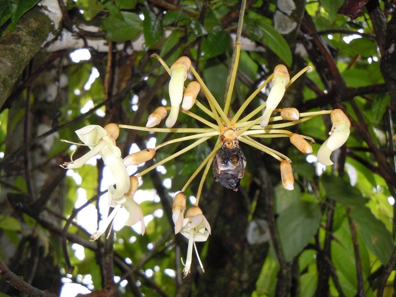 Mucuna globulifera photo 3