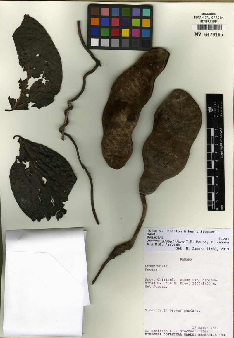 Mucuna globulifera photo 4