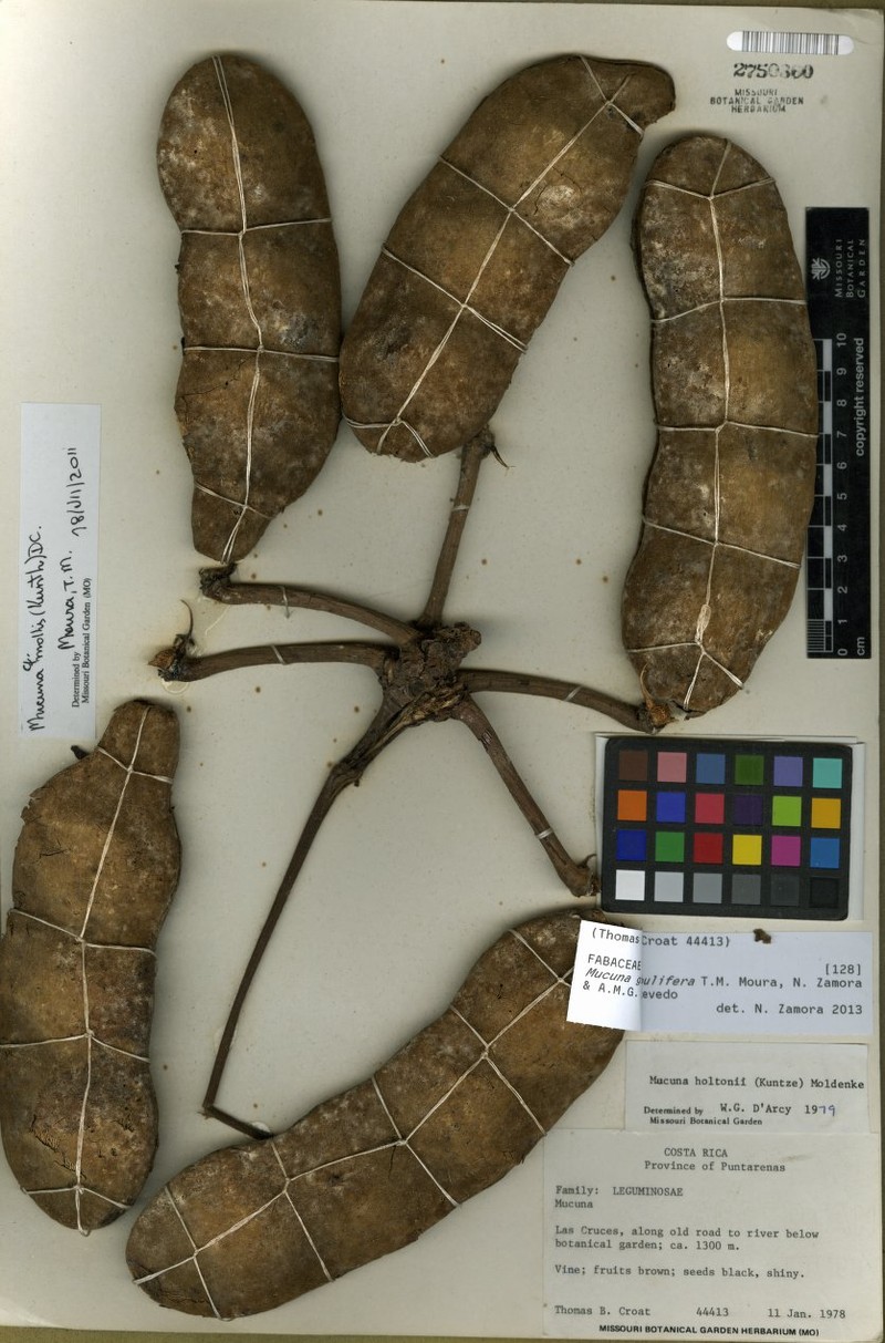 Mucuna globulifera photo 5