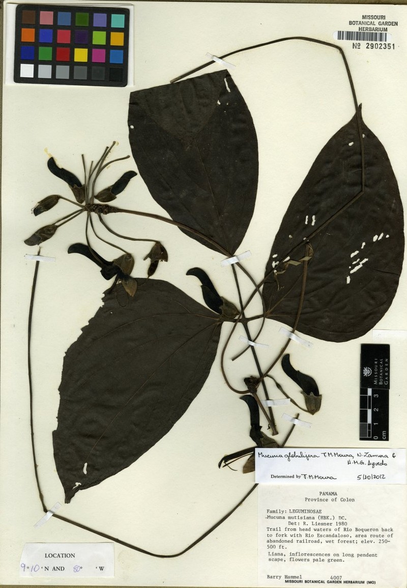 Mucuna globulifera photo 6