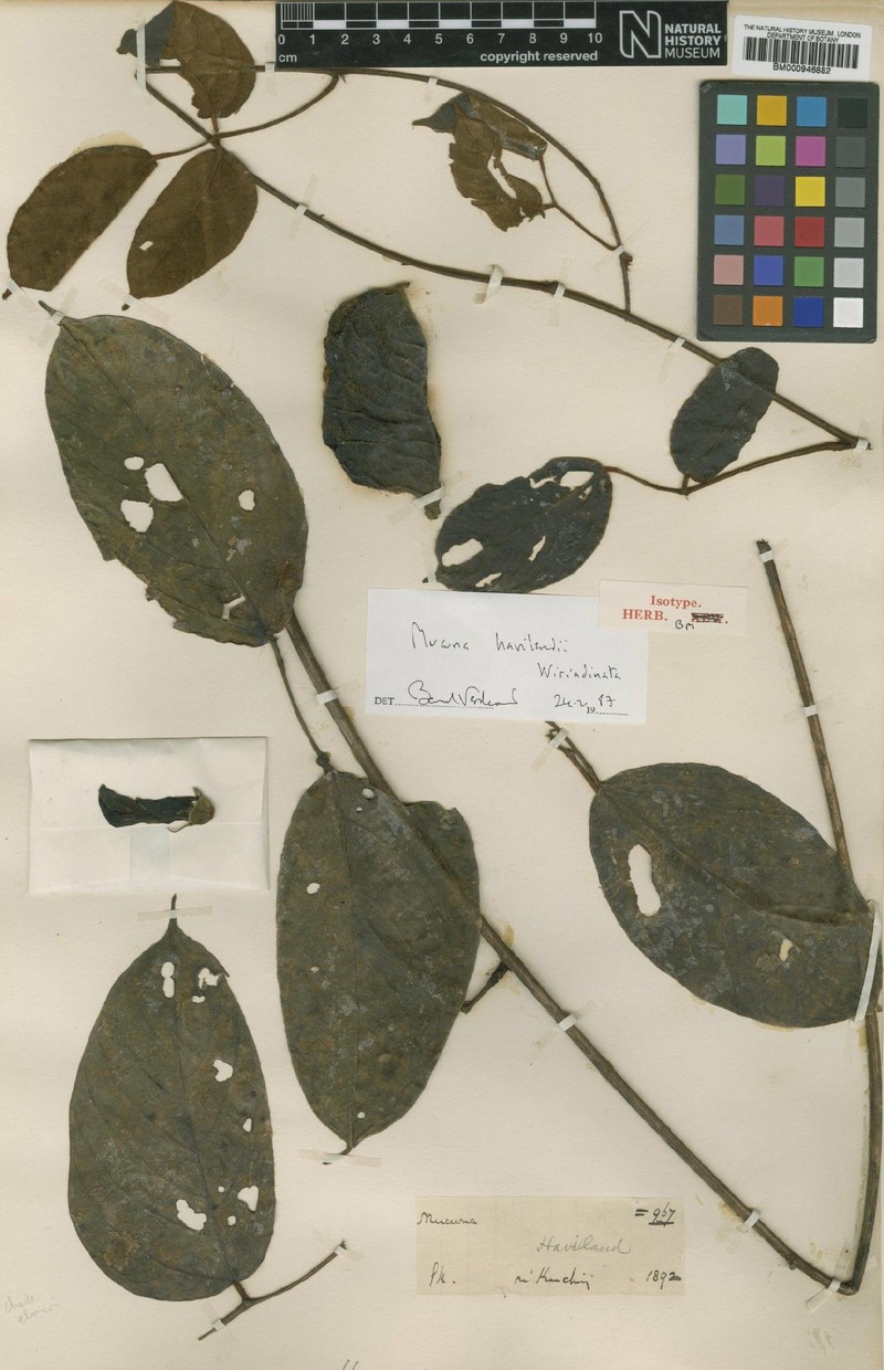 Mucuna havilandii