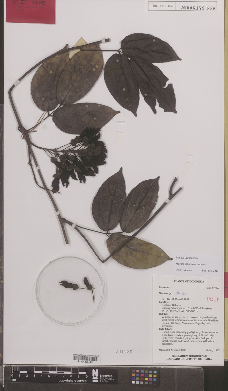 Mucuna kabaenensis