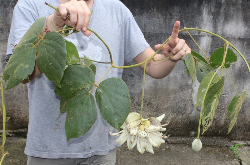 Mucuna klitgaardiae