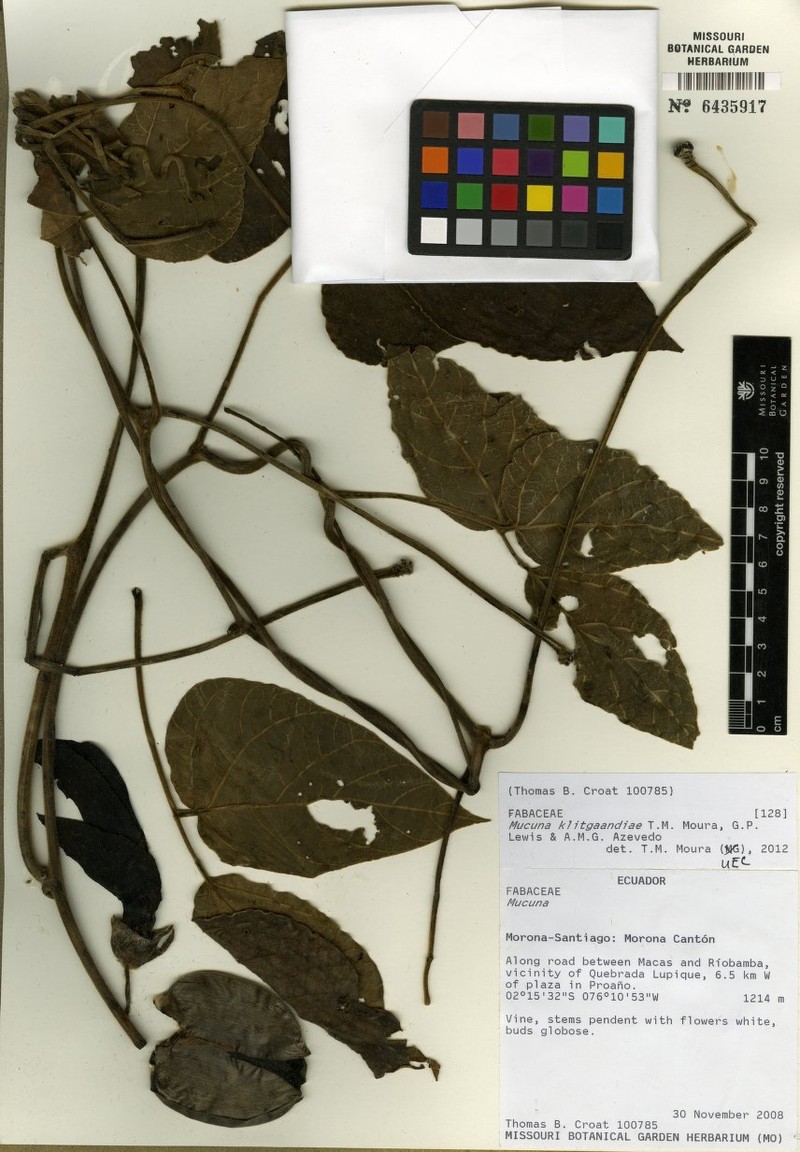 Mucuna klitgaardiae photo 2