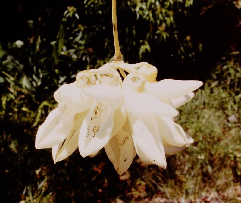 Mucuna klitgaardiae photo 3