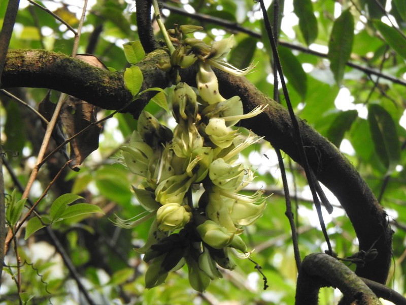Mucuna laticifera