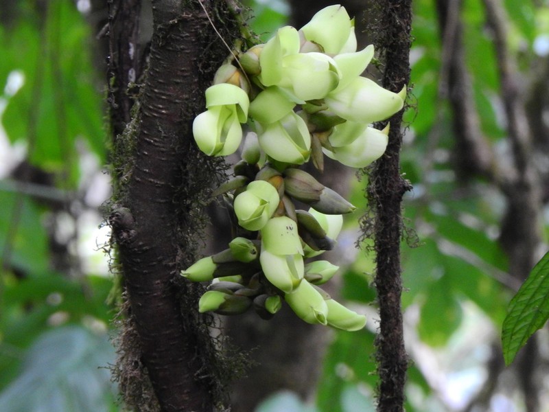 Mucuna laticifera photo 2