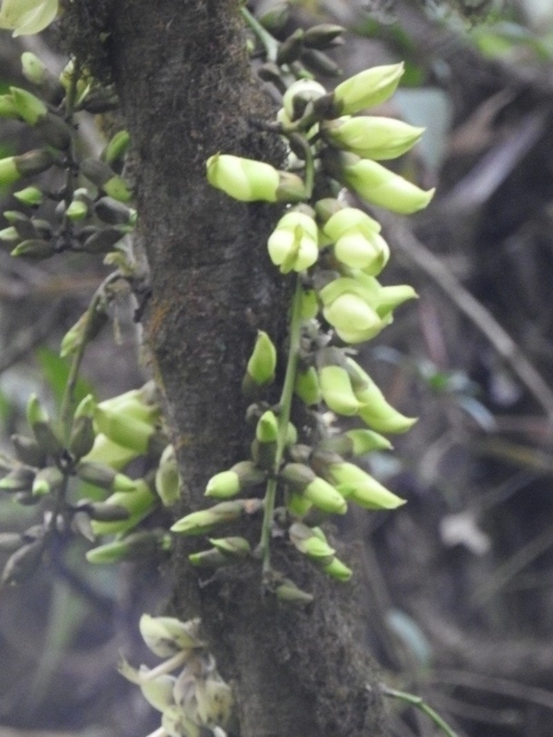 Mucuna laticifera photo 3