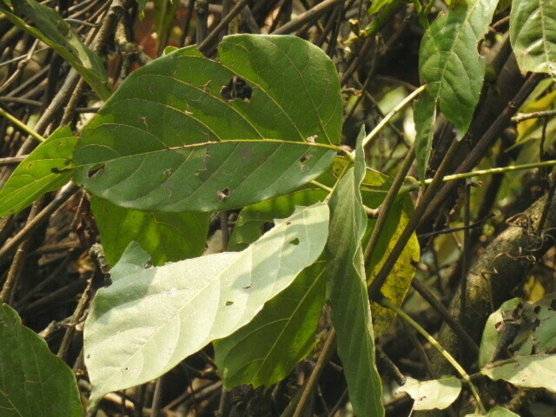 Mucuna laticifera photo 5