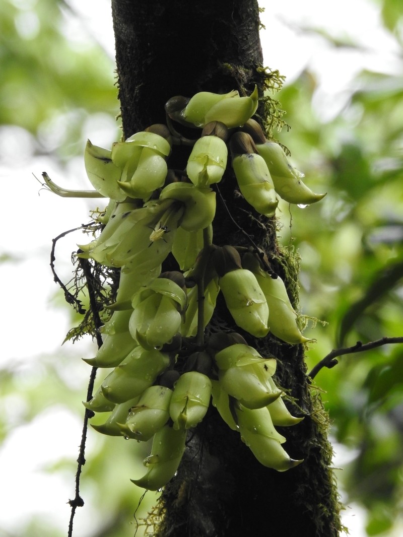 Mucuna laticifera photo 6
