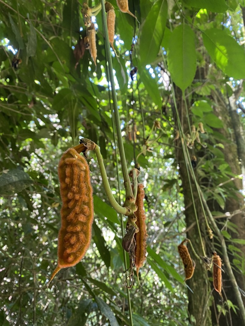 Mucuna monticola