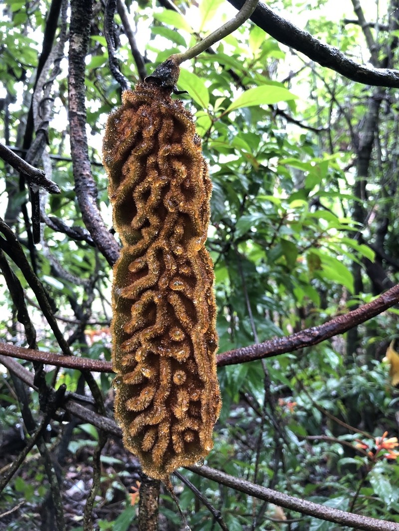 Mucuna monticola photo 2