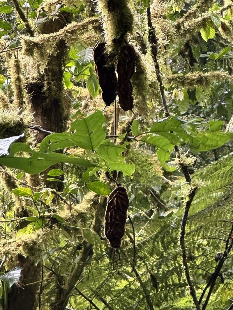 Mucuna monticola photo 3
