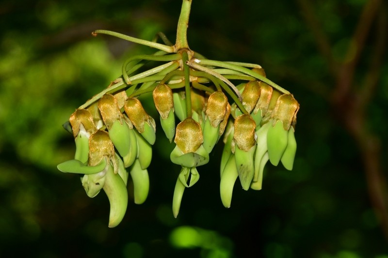 Mucuna monticola photo 4