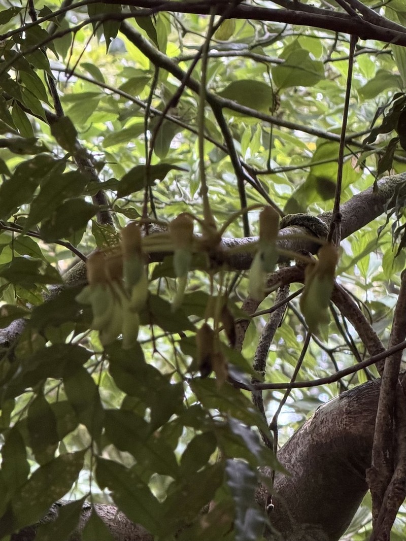 Mucuna monticola photo 5