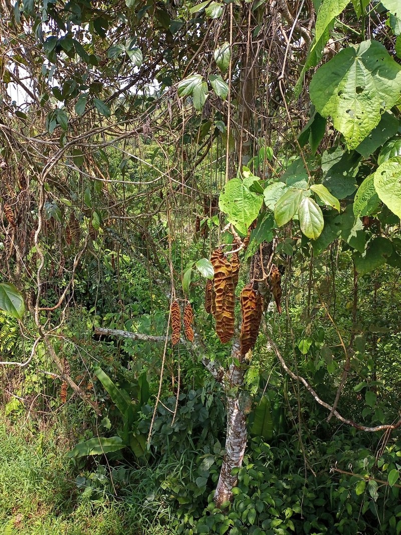 Mucuna monticola photo 6