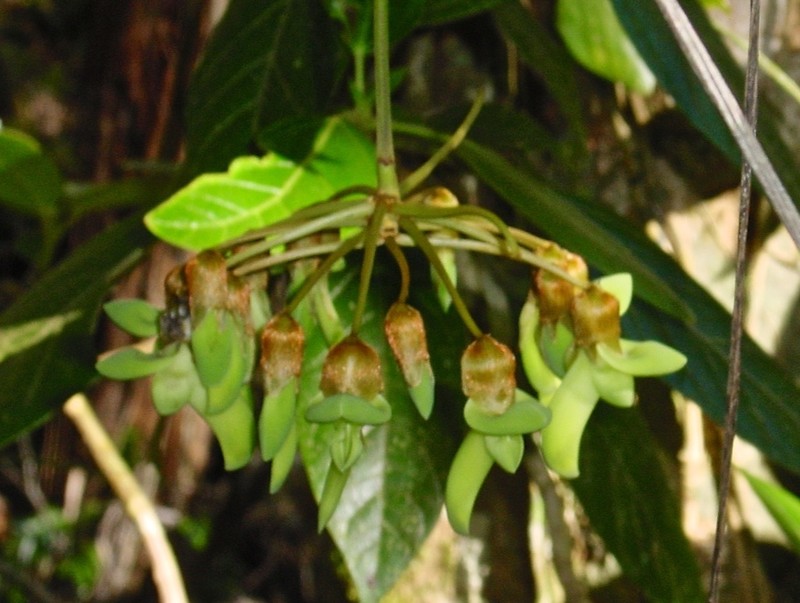 Mucuna monticola photo 7