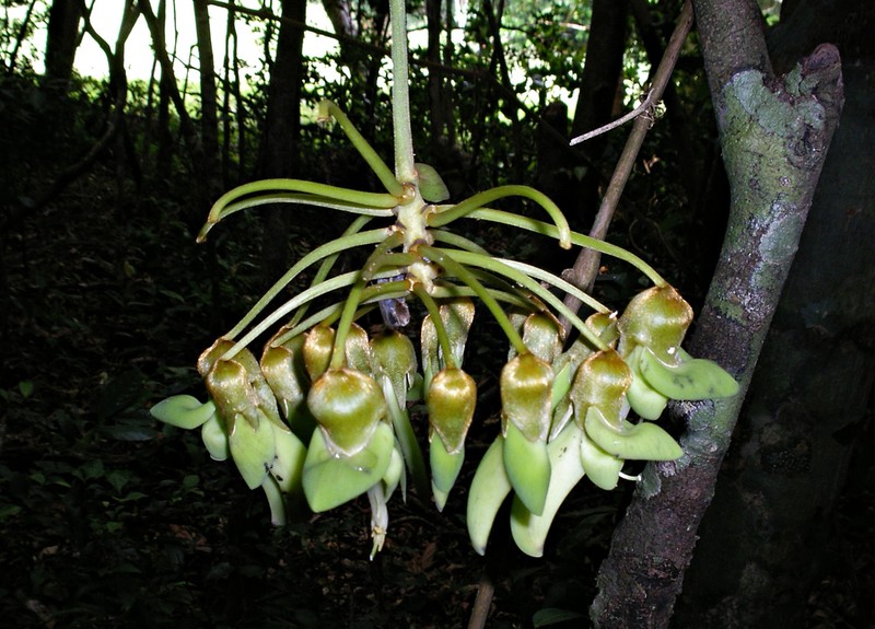 Mucuna monticola photo 8