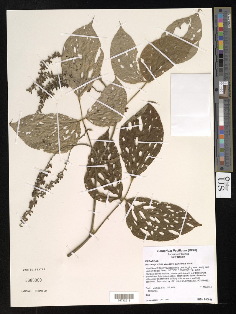 Mucuna papuana