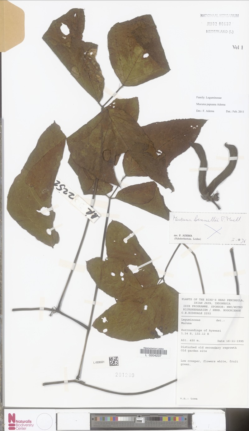 Mucuna papuana photo 3