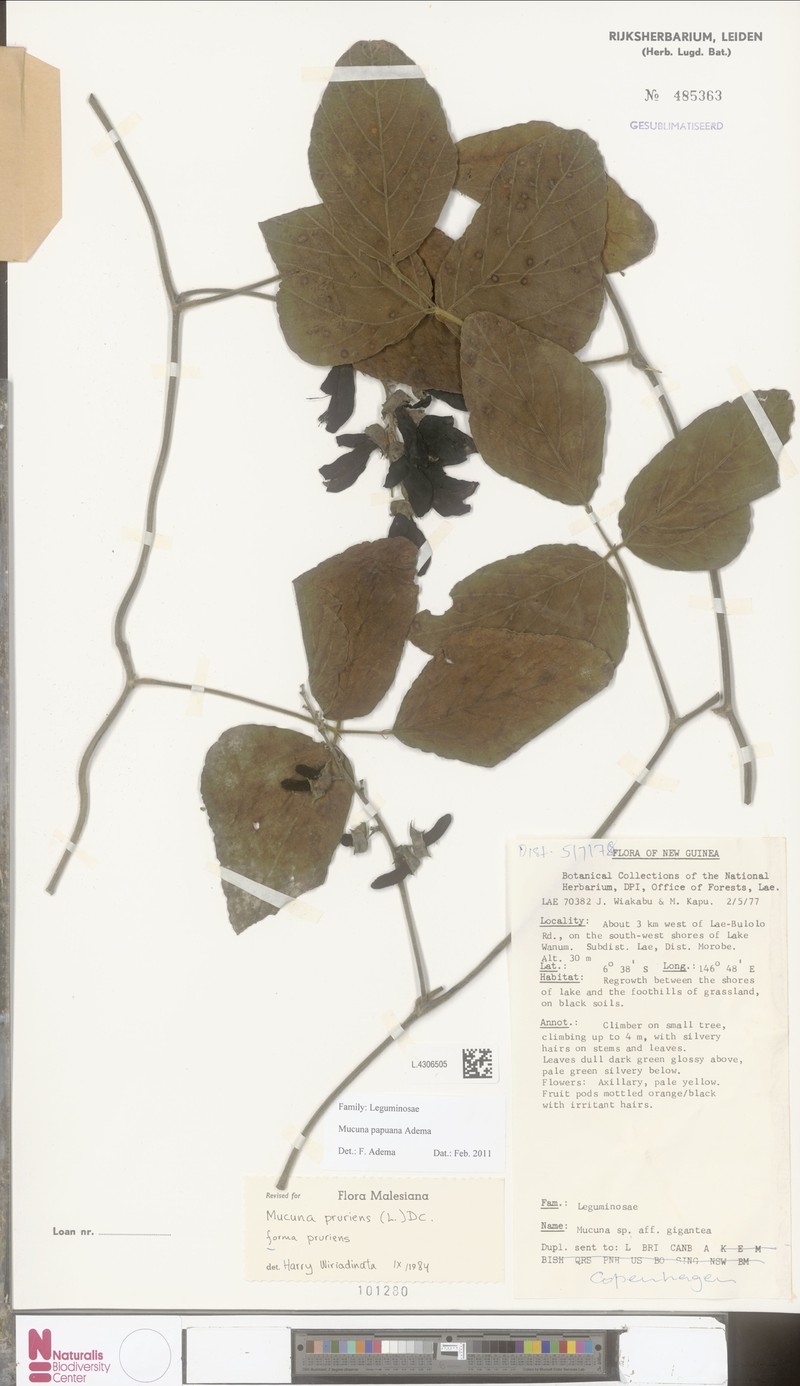 Mucuna papuana photo 4