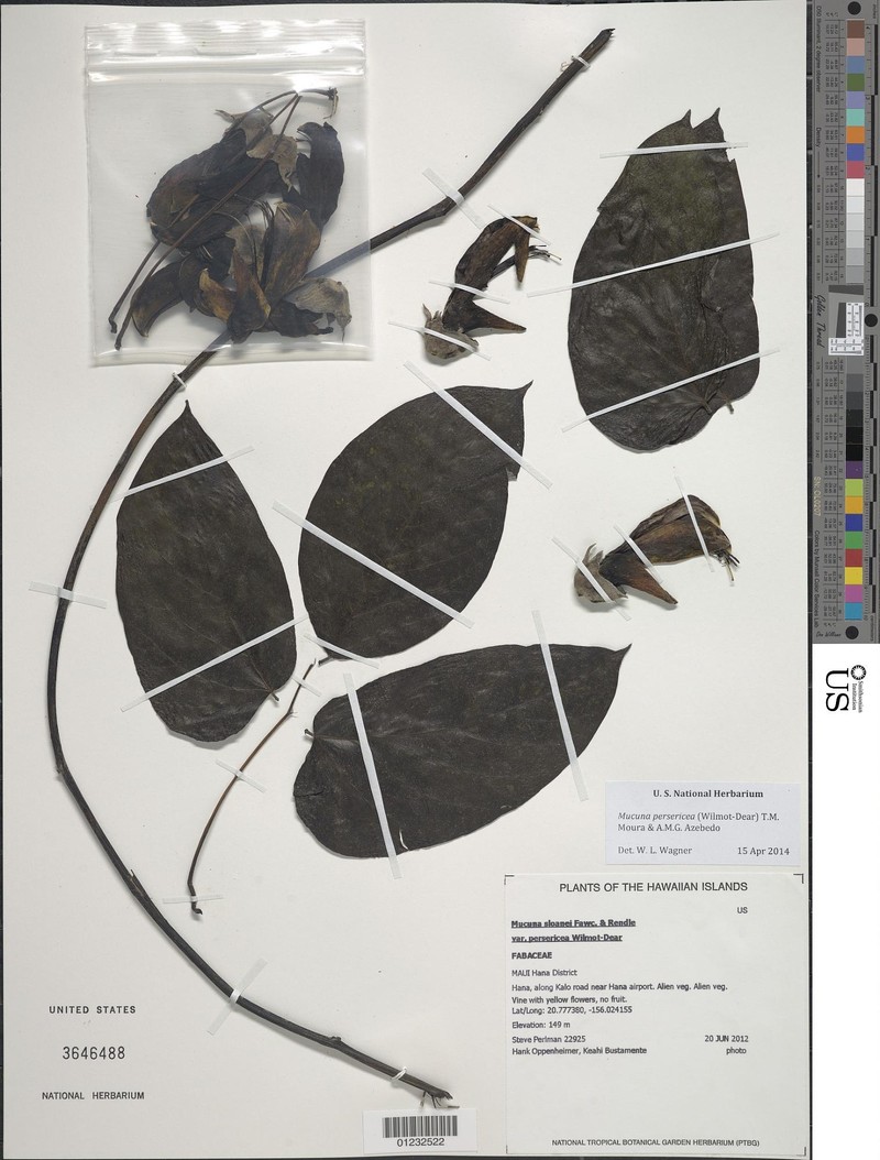 Mucuna persericea photo 2