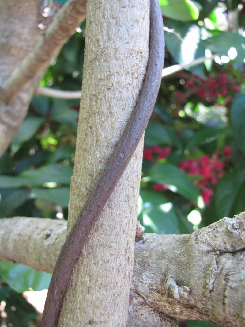 Mucuna persericea