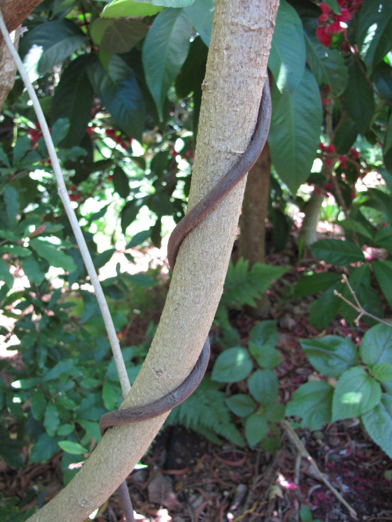 Mucuna persericea photo 3