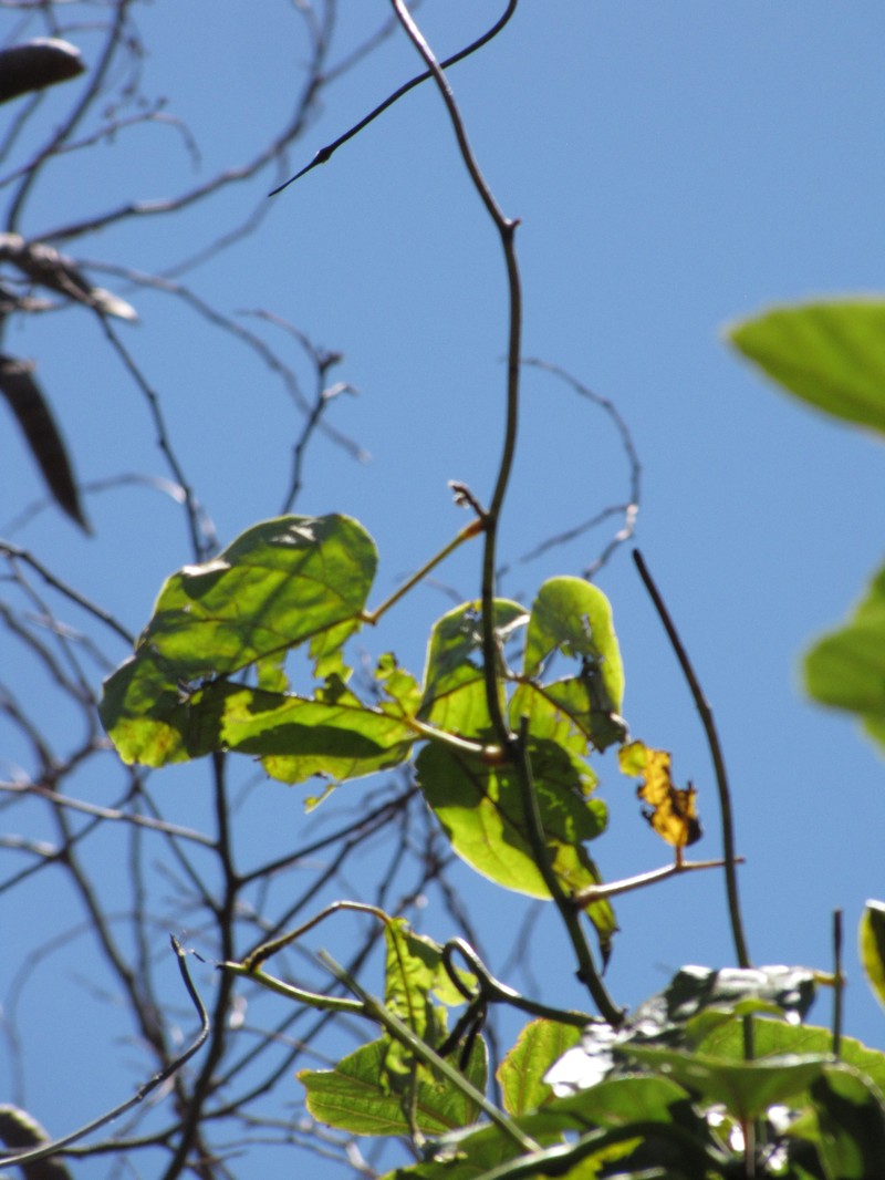 Mucuna persericea photo 4