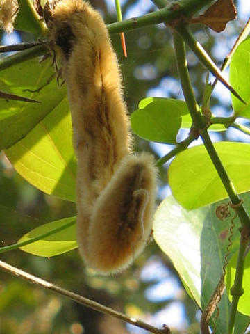 Velvet Bean photo 4