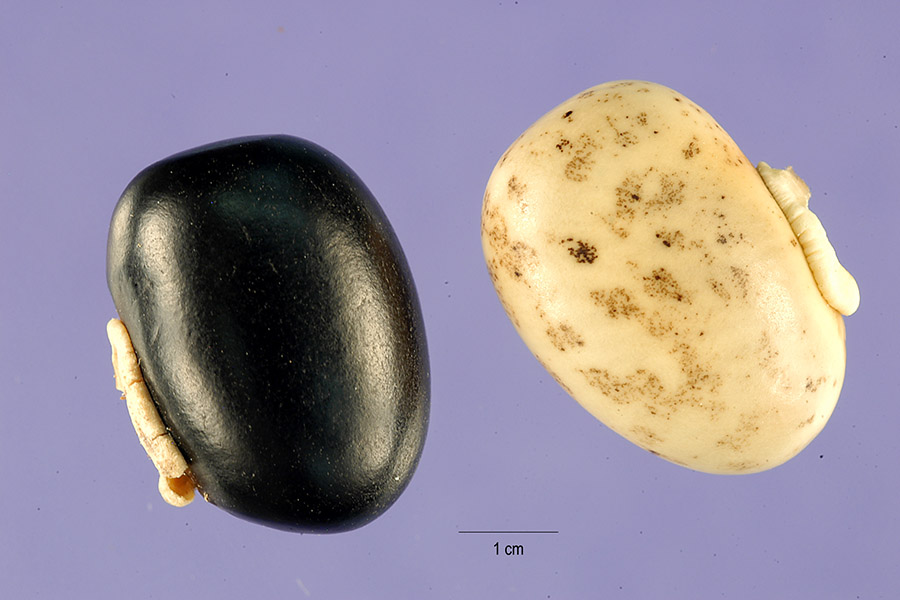 Velvet Bean photo 5