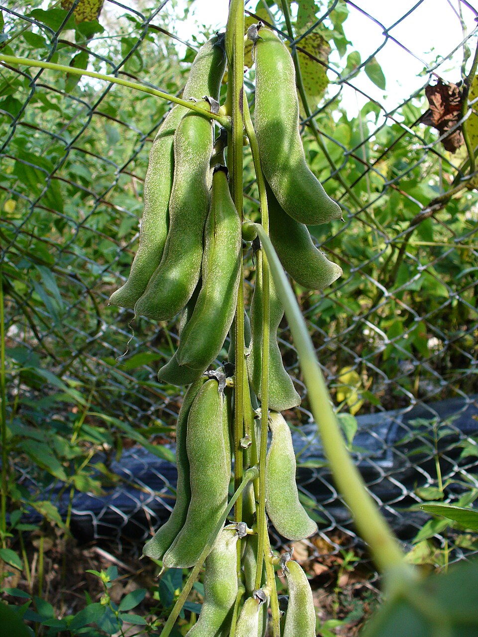 Velvet Bean photo 7