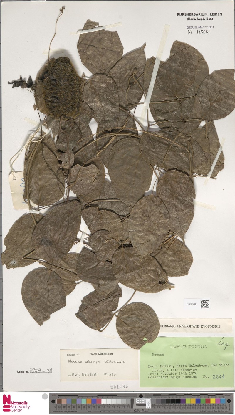 Mucuna sakapipei