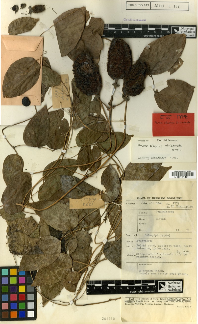 Mucuna sakapipei photo 2